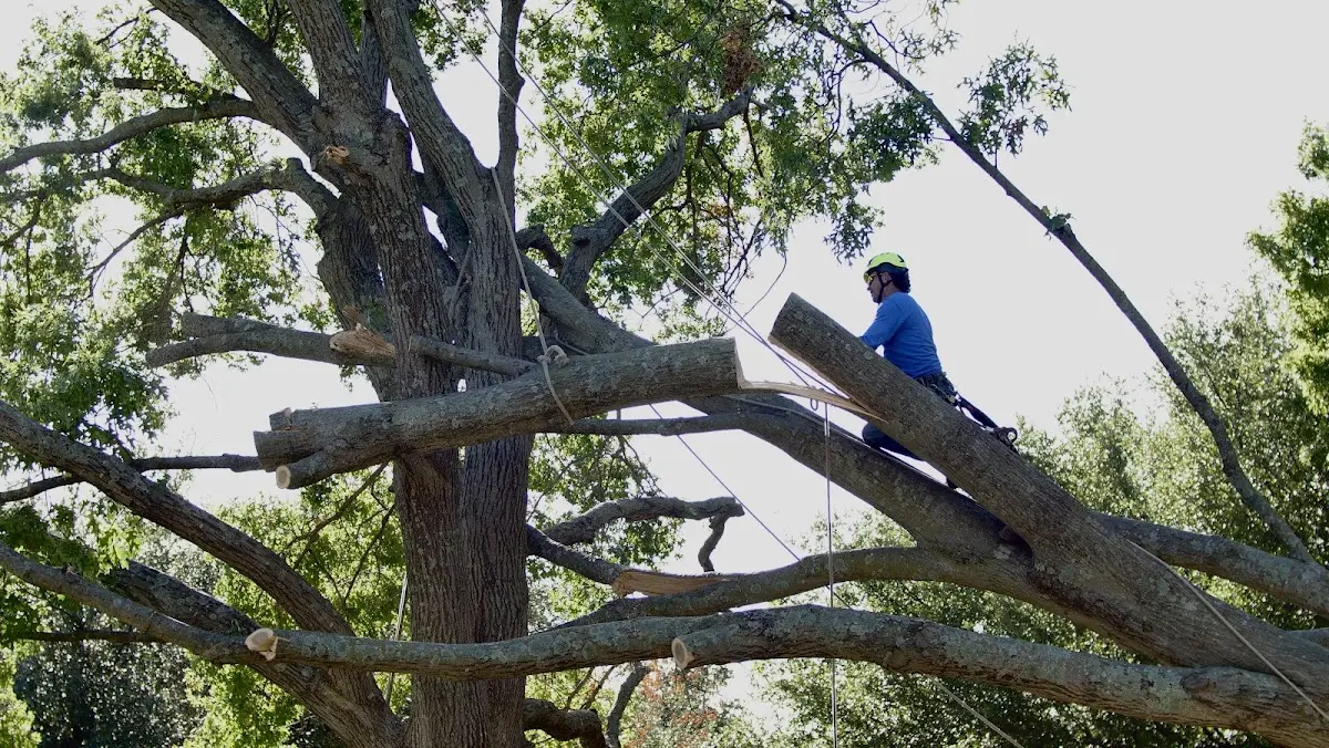 Professional Crown Thinning performed by certified arborists in Tully